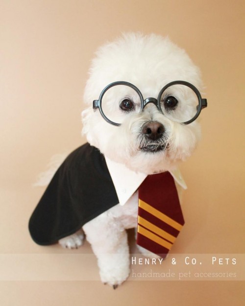 harry potter dog halloween costume