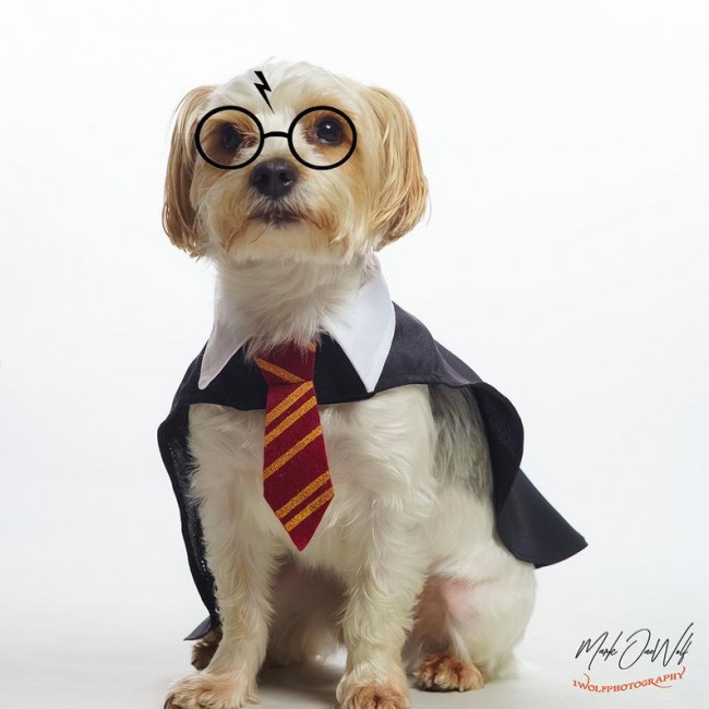 Harry potter outlet dog outfit