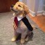 harry potter dog cape