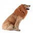 best halloween lion dog costume for sale